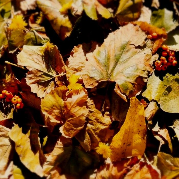 Autumn Leaves