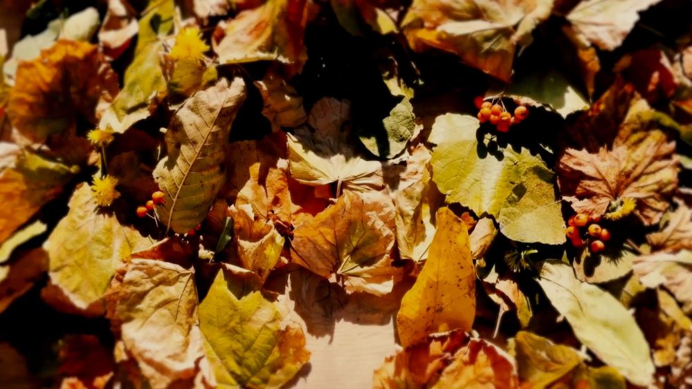 Autumn Leaves - Image 3