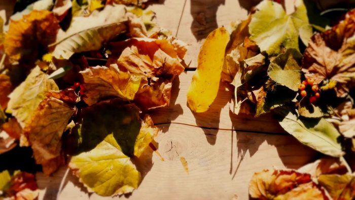 Autumn Leaves Unveil seasonal logo reveal After Effects