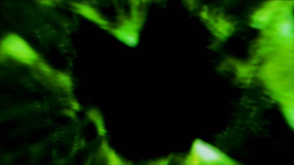 Phoenix Surge Logo Reveal - Image 7