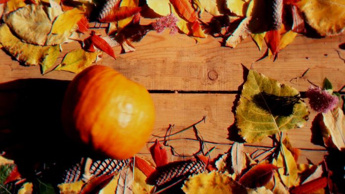 Thanksgiving Autumn Unveil seasonal logo reveal After Effects